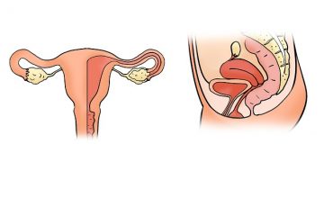 col de l'utérus